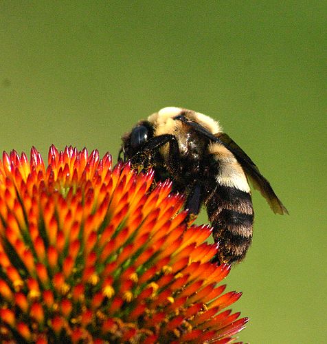 Bombus fraternus